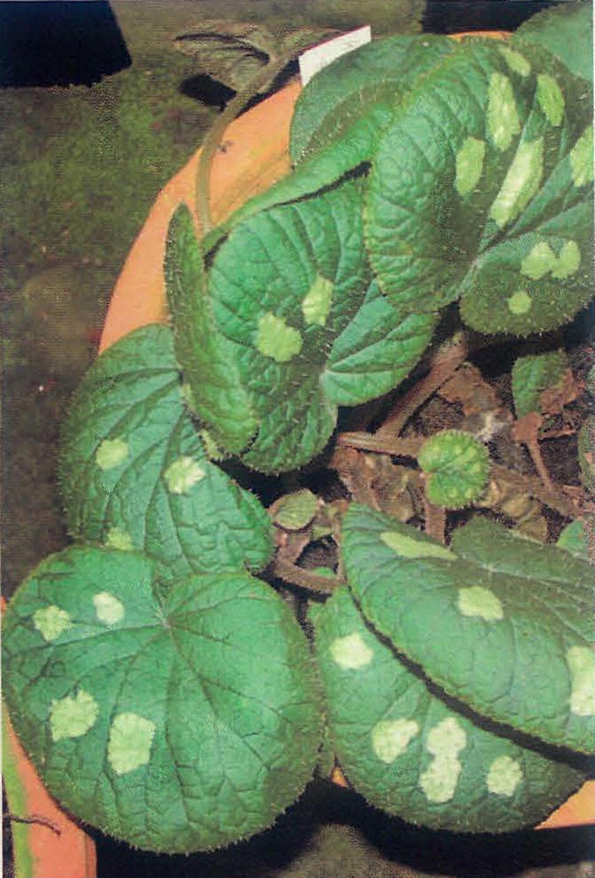 B. gulinqingensis